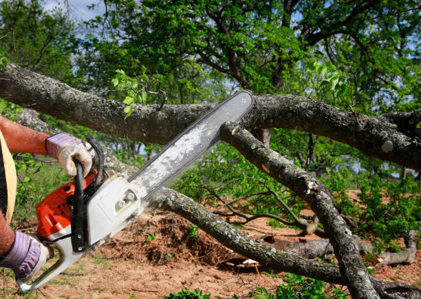 Why Choose Our Tree Removal Services in Great Neck Gardens, NY?